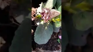 #gloxinia #flowers #bloom #potplants #pinkflowers #homegarden #backyardgardening #floweringplants