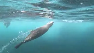 Martin Islet seals freedive with Abyss Scuba Diving