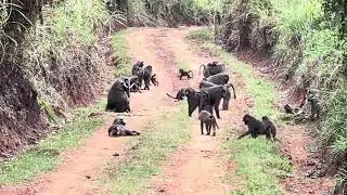 The Bizarre Love Story Behind Our Obsession with Baboons