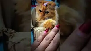 ￼ Maine Ek bar nahi bar bar dekha❤️ #cat #lovelycat #cute #kitty #catworld