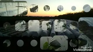Бататовое поле, 30 апреля.