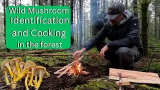 Сбор зимних грибов и сэндвич с грибами и стейком в лесу.
