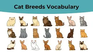 Cat Breeds Vocabulary in English | English Vocabulary | English Learning with Pictures!