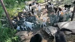 The Cat Sanctuary - Romania Cat Rescue