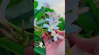 #foryou #minivlog #sistrology #vlog #blogger #yt #swag #cats #catvideos #pets #catlovers #viralvideo