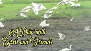 A Day with Egrets and Friends