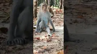 Cute monkey waiting some one give the food #monkeylucky #animalphotos #animals