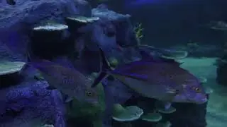 Discover Night On The Reef at SEA LIFE Melbourne Aquarium