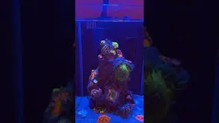3 Gallon Pico Tank Tour:)