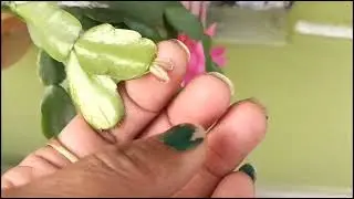 christmas cactus plant care