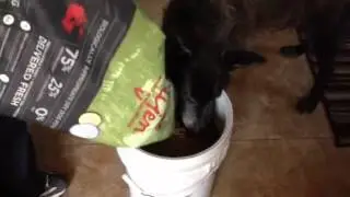 Orijen Senior Dog Food