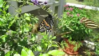 Confused Male Zebra Longwings