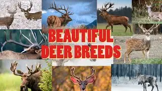 Beautiful deer breeds in the world you must see