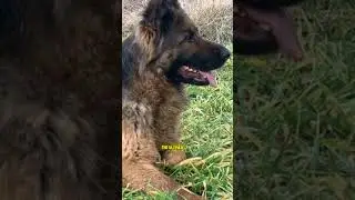 Top 3 Most Loyal and Protective Dogs You Must See! 🐶🔥LoyalDogs #ProtectiveDogs #Top3Dogs