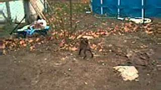 Eragons and Rens 2012 pups out side