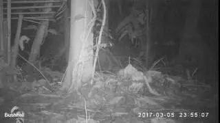 Belize Camera Traps: Tapir!