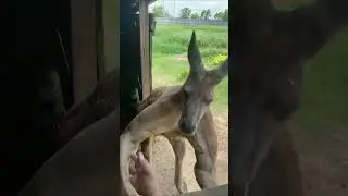 Shocking Animal Transformation! 🤯  #animaljourney #amazingtransformation #animalcrossing #animals