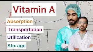 Vitamin A | Absorption | Transportation | Utilization | Storage