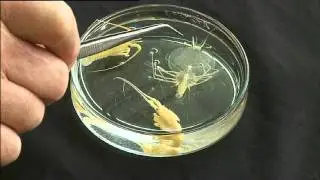 Crayfish - Crazy Life Cycle - Tales from Te Papa episode 65