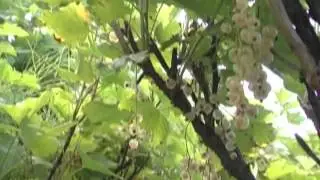 Discovering - Thimbleberries and more