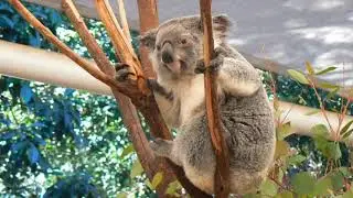 McGilchrists & the Koala Hospital in Moggill