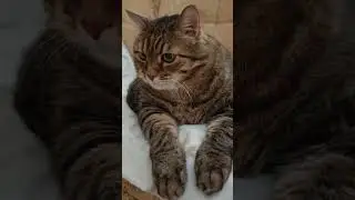 Дёшево и сердито 🫢😼🙀🤣 #котушка #кот #cat #приколы #юмор #смех