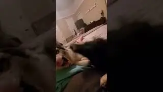 Vicious dog fight in Dallas