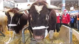 FETARD, 1890 kg le plus lourd taureau du salon de l'agriculture Paris 2015. Race rouge des prés.