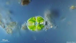Cosmarium