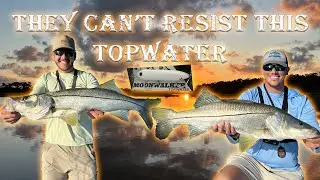 Insane Topwater Snook fishing with Salt Strong Moonwalker lure | Yankeetown fishing
