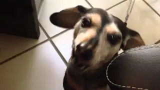 The cutest sound you'll hear all day...
