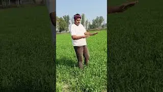 Which spray should be done on wheat at the age of 60 days? Wheat cultivation. #wheat #gahu #infor...