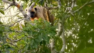 Brown Howler Monkey camouflaged in the riverine forest🐒🌿 Alouatta, (Alouatta guariba) Bugio