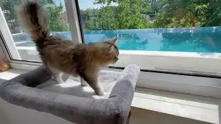 Zakkart Cat Perch for Window Sill with Bolster   Orthopedic Hammock Design with Premium