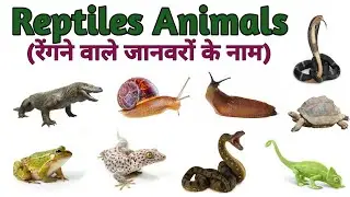 20 Crawling Animals Name for Kids | Learn Crawling Animals in English with Pictures and Sounds 