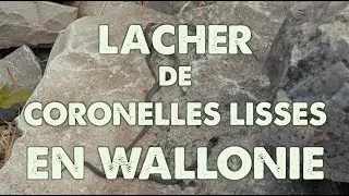 Lâcher de coronelles lisses en Wallonie