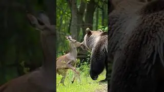 एक भालू और एक हिरन #funny #viral #facts #channel #Gauravkumarai#yotubeshorts #likeandsubscribe #cute