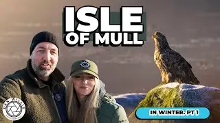 Wildlife Photography on the Isle of mull in winter!