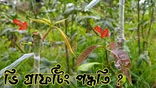 আম গাছে কলম করার সহজ পদ্ধতি | Easy method of grafting mango tree