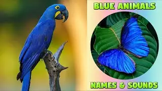 Blue Animals Names and Sounds for Kids - Blue-colored Animals #animalnames #kidsvideo #kiddizoo
