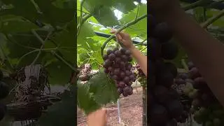 grapes tree cutting #grapenation #grapecare #grapemaintenance #grapecity #grapevinecare