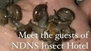 The New Delhi Nature Society Insect Hotel