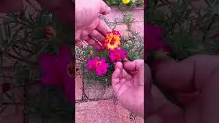 Portulaca flower arrangement #horticulture #garden #shortvideo #shorts