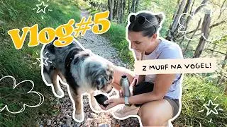 MURF GRE NA VOGEL! Pohod, krave in kopanje v Soči | VLOG #5