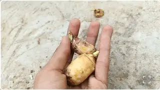 How to grow Arbi plant from tuber#terrace #garden