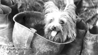 Smoky The War Dog WWII Hero | Australia RSPCA Purple Cross | Wm Wynne Thank You  &copy;2016 Studio A LLC