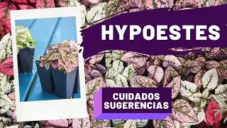 HYPOESTES - PAYASITO | CUIDADOS 🌿🤡