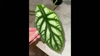 That leaf is OTHERWORLDLY 🤩🌱 #leafylife #plantssparkjoy #houseplants #leafylove