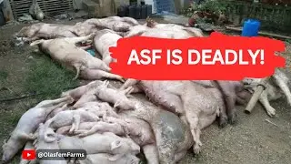 African Swine Fever (ASF): The Deadly Disease Every Pig Farmer Must Know About