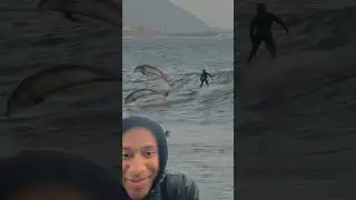 #surf #dolphins #reaction #fyp #fypシ